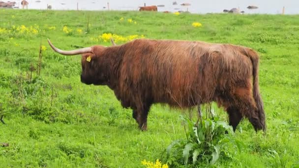 Búfalo, fauna animal — Vídeo de stock