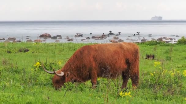 Buffels, dieren in het wild — Stockvideo