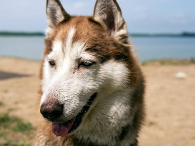 Suyun kenarında ıslak, iri bir köpek. Yaz tatili ve tatil konsepti.