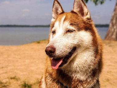 Göl kıyısında ıslak bir köpek.. 