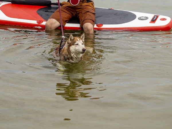 Homem Placa Sup Jogando Com Cão Husky Lago — Fotografia de Stock