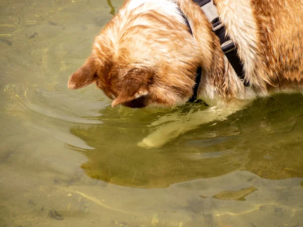 Cão Husky Molhado Brincando Água — Fotografia de Stock