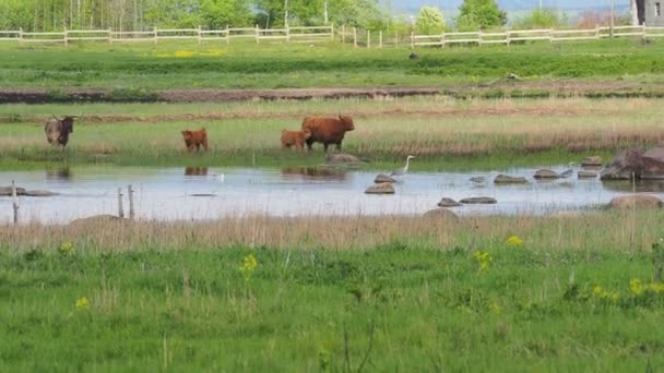 Buffalo, animais selvagens — Vídeo de Stock