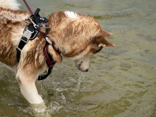 Cão Peludo Molhado Perto Água Belo Husky Está Nadando Lago — Fotografia de Stock