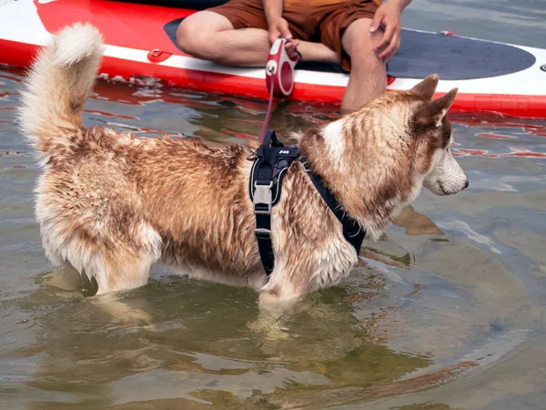 Mies Sup Laudalla Leikkimässä Husky Koiran Kanssa Järvessä — kuvapankkivalokuva