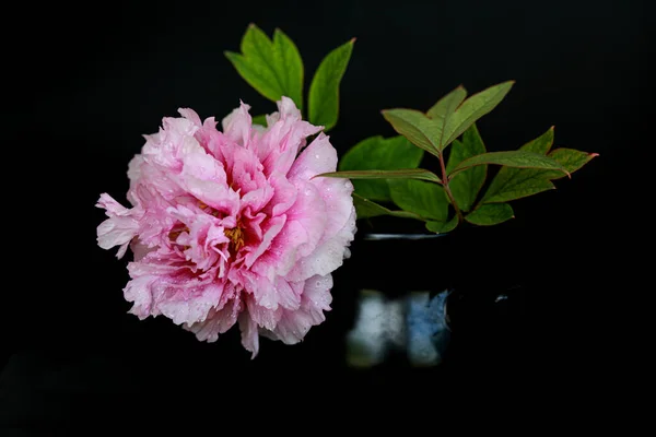 Belle fleur de pivoine rose avec des gouttes d'eau isolées sur fond sombre. Espace de copie — Photo