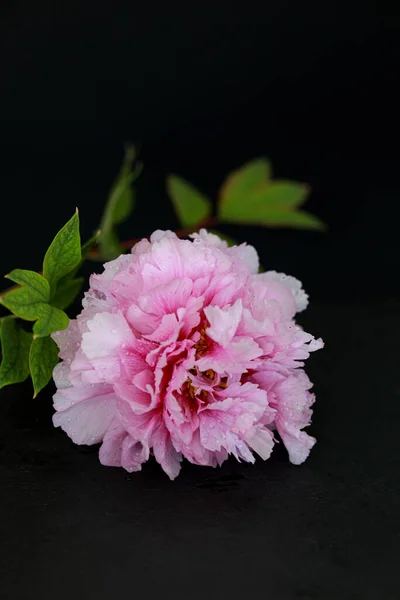 Belle fleur de pivoine rose avec des gouttes d'eau isolées sur fond sombre. Espace de copie — Photo