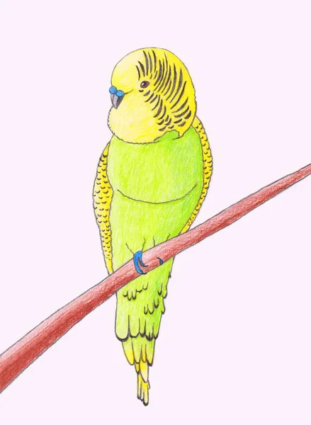 Amarelo Verde Ondulado Budgie Papagaio Pássaro Sentado Ramo Ilustração Desenho — Fotografia de Stock