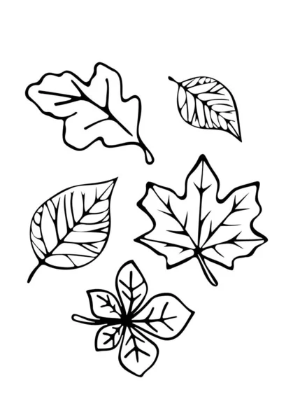 Vector Fall Leaves Autumn Trees Silhouette Outline Black Line Art — 스톡 벡터