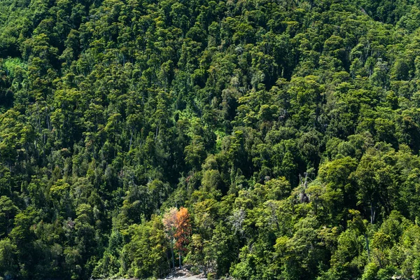 Uma floresta no Chile — Fotografia de Stock