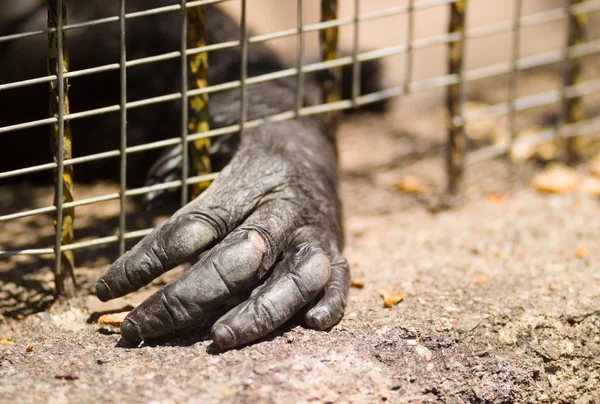 Hand of an imprisoned gorilla