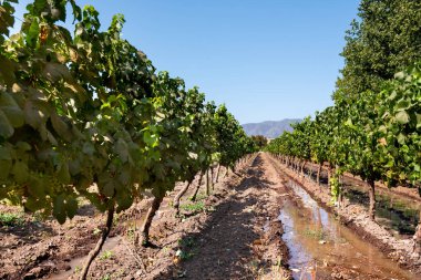 Şili, Colchagua vadisinde bir üzüm bağında şarap mahsulü.