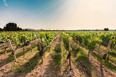 Şili 'deki Colchagua vadisinde bir üzüm bağında asma mahsulü.