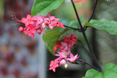 Clerodendrum splendens veya nona makan sirih bitki bulanık arka plan ve seçici odak gün boyunca fotoğraflanmıştır
