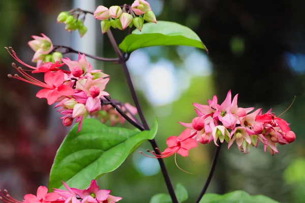 Clerodendrum splendens veya nona makan sirih bitki bulanık arka plan ve seçici odak gün boyunca fotoğraflanmıştır