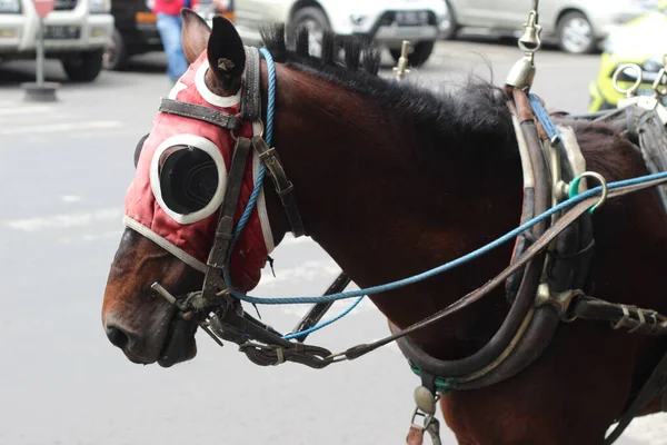 A horse drawn carriage with complete accessories is standing in front of the Batu city square with a wagon tied behind it