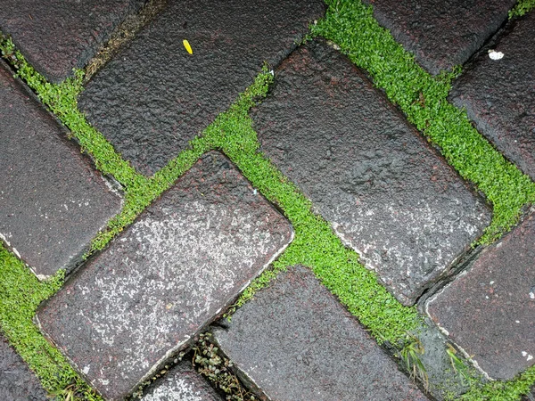 铺路的道路是脆弱的 覆盖着被雨水淋湿的苔藓 — 图库照片