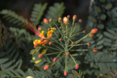 Kırmızı renkte açan tavus kuşu, gün boyunca yol kenarında seçici bir odak ve bulanık bir arkaplan ile fotoğraflandı.