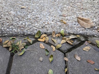 Beton zemindeki kurumuş yaprak koleksiyonu sabahın erken saatlerinde fotoğraflanır ve seçici bir odak ile gölgeler oluşturur.