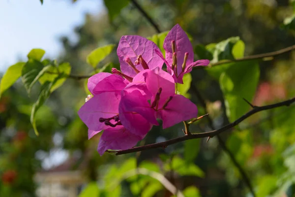 Fleurs Bougainvilliers Pourpres Sont Pleine Floraison Ont Été Photographiés Pendant — Photo