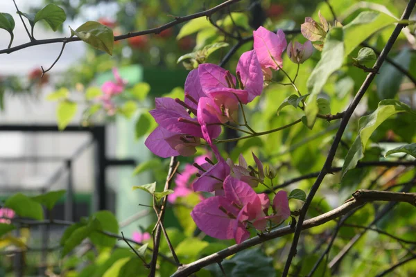 紫色のブーゲンビリアの花が満開で 日中に撮影され 選択的な焦点と背景のぼかし — ストック写真