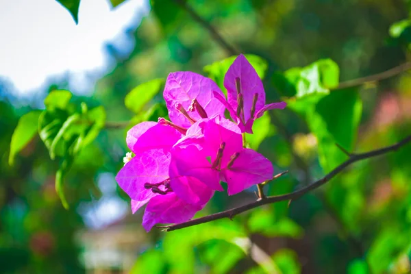 Mor Bougainvillea Çiçekleri Tam Çiçeklenmiştir Gün Boyunca Seçici Odak Arka — Stok fotoğraf