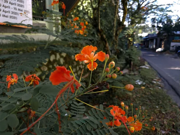 Bunga Merak Yang Mekar Dengan Warna Merah Difoto Pada Siang — Stok Foto