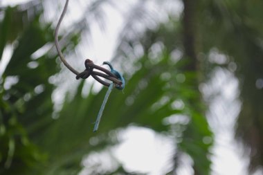 Malang 'daki bir parkın çitlerinden sarkan kullanılmayan bir elektrik kablosu seçici odak ve arka plan bulanıklığı teknikleri kullanılarak fotoğraflandı.