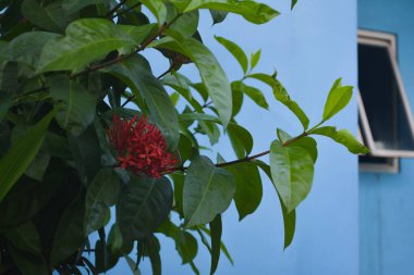 ixora coccinea ya da yoksul bir şehirde arka plan bulanıklığı ve seçici odak teknikleriyle fotoğraflanan bir parkta büyüyen ve çiçek açan orman sardunyası bitkisi.