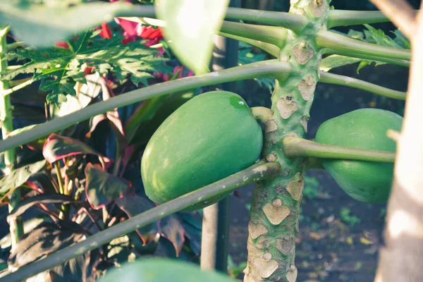 Sandığa yapışan genç yeşil papaya meyvesi gün boyunca seçici bir odak ile fotoğraflandı.