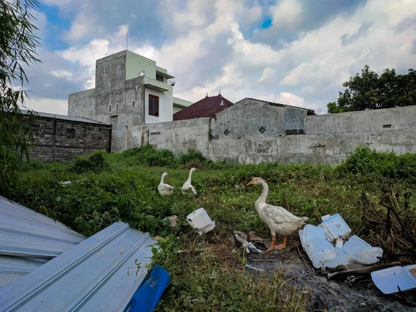 Malang, Endonezya -25 Nisan 2021: Üç kaz Malang şehrindeki bir binanın arkasındaki çöplükte yiyecek arıyorlar.