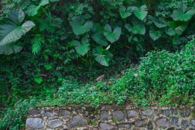 Yeşil bitkiler ve sık otlarla kaplanmış nehir taşından yapılmış duvar sabah fotoğraflanır.