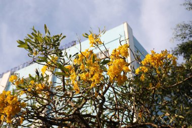 Hastane bahçesinde güzel çiçek açan mimoza ya da akasya ticareti, Kapan, seçici odaklanma