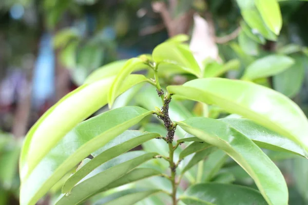 Una Colección Hormigas Negras Los Tallos Las Hojas Las Plantas — Foto de Stock