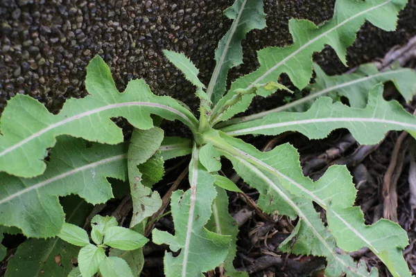 Sonchus Arvensis (Perennial sow, field milk thistle, field sowthistle, tempuyung, corn sow thistle, dindle, gutweed, swine thistle, tree sow thistle). Beneficial for wounds, cancer, cough, and stone kidney