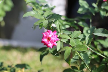 kırmızı kağıttan bir bitki ya da begonviller büyüyor ve bazı çiçekler kurumaya ve solmaya başlıyor.
