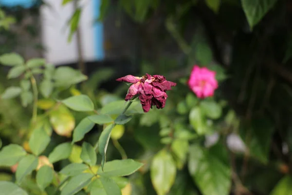 Red Paper Flower Plant Bougainvillea Growing Some Flowers Starting Wither — Fotografia de Stock