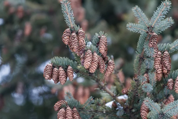Cones on the green tree in the winter — Stock Photo, Image
