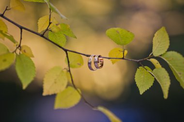 Altın alyans yeşil dalda asılı