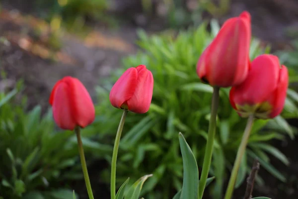 Czerwony tulipan w terenie — Zdjęcie stockowe