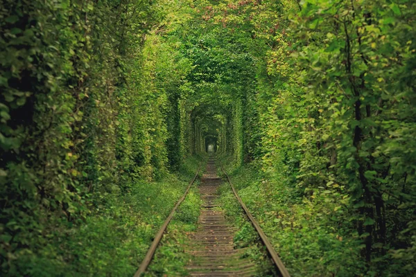 Tunnel of Love in Ukraine Royalty Free Stock Photos