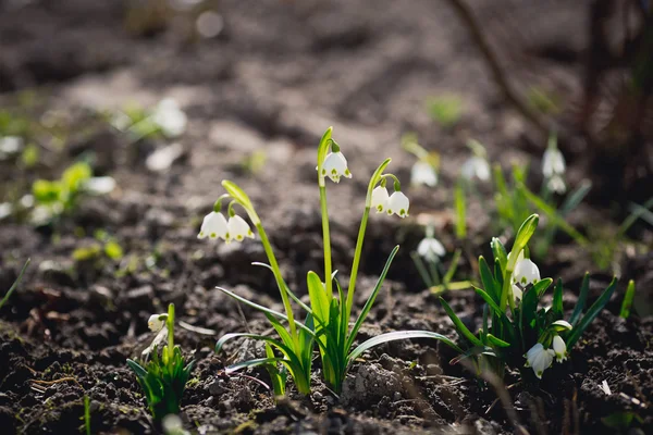 Molte primule primaverili fioriscono nel parco — Foto Stock