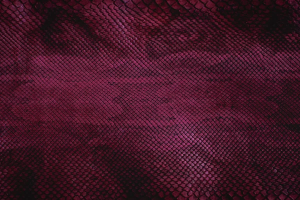 Pele de cobra violeta com padrão, réptil — Fotografia de Stock