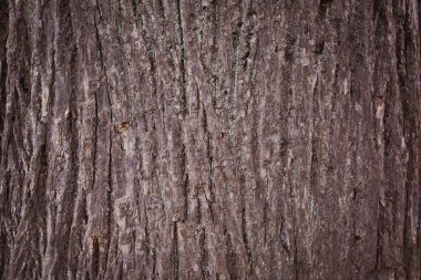 Ağaç kabuğunun dokusu