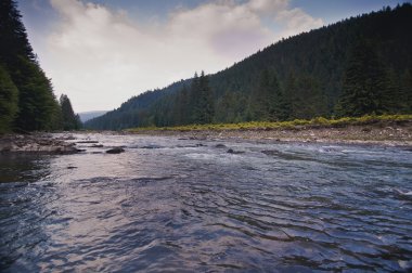 Dağ nehri yeşil ormandan akıyor.