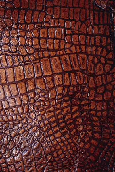 Struktura skóry krokodyla — Zdjęcie stockowe