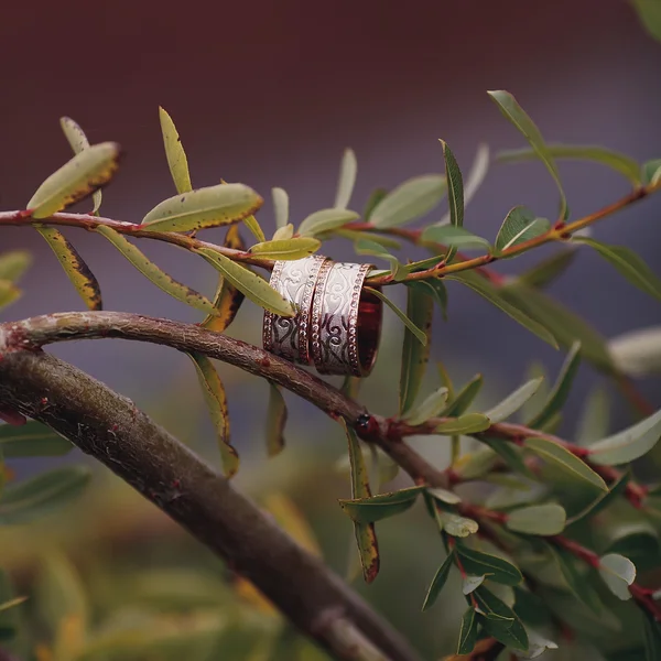 Anéis de casamento de ouro de luxo na planta verde — Fotografia de Stock