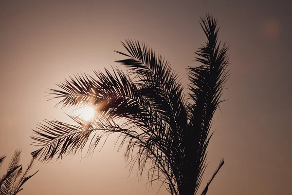 Puesta de sol tropical, palmeras y sol —  Fotos de Stock