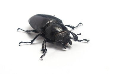 Beyaz Geyik böceği