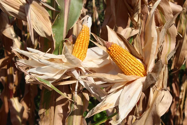 Kuru Mısır Mısır alanında